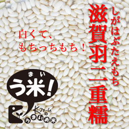 【令和6年度産】滋賀羽二重糯(しがはぶたえもち) もち米の王様<玄米>